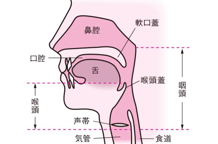 口腔構造與功能