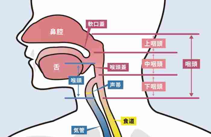 口腔牙齒結構圖