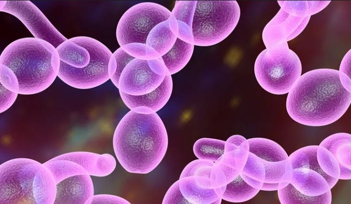 口腔念珠菌治療