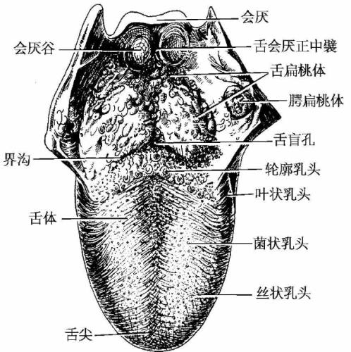 舌頭味蕾突起