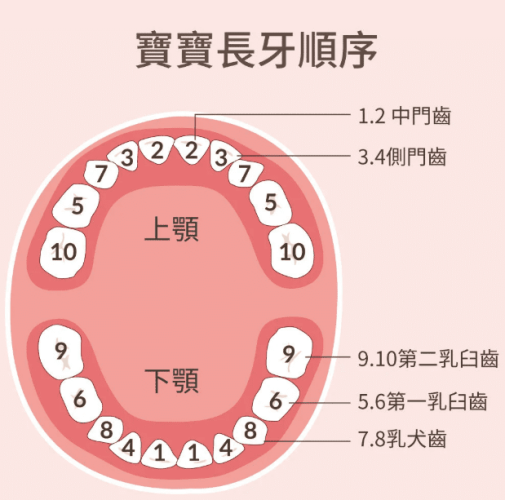 寶寶長牙顺序 寶寶長牙顺序