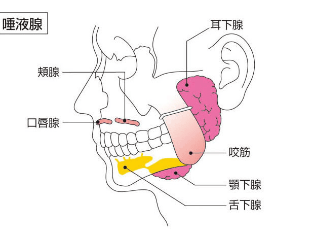 易形成唾液腺結石的6種高風險因子